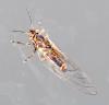 Trioza remota